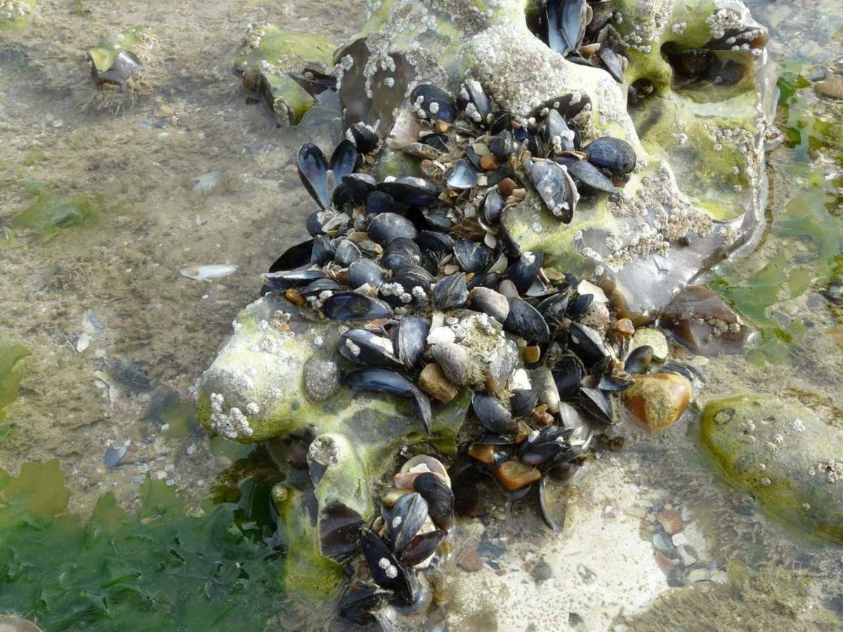L'Ecoutille Dieppe Dış mekan fotoğraf